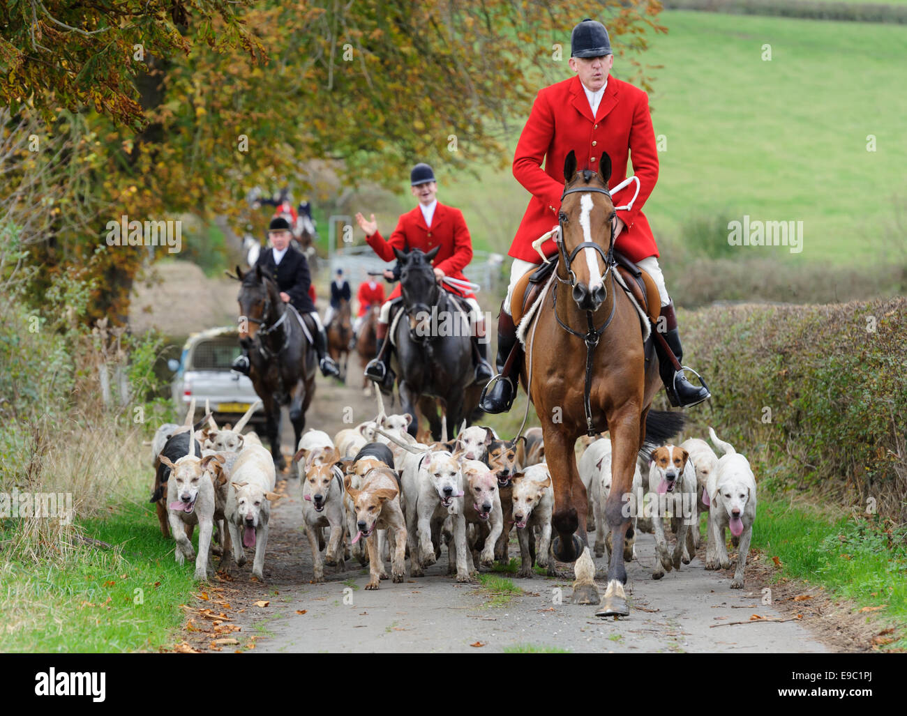 Leicestershire, UK. 24th October, 2014. Huntsman Peter Collins and the Quorn fox hounds -The start of the fox hunting season - Quorn Hunt Opening Meet at The Kennels. Credit:  Nico Morgan/Alamy Live News Stock Photo