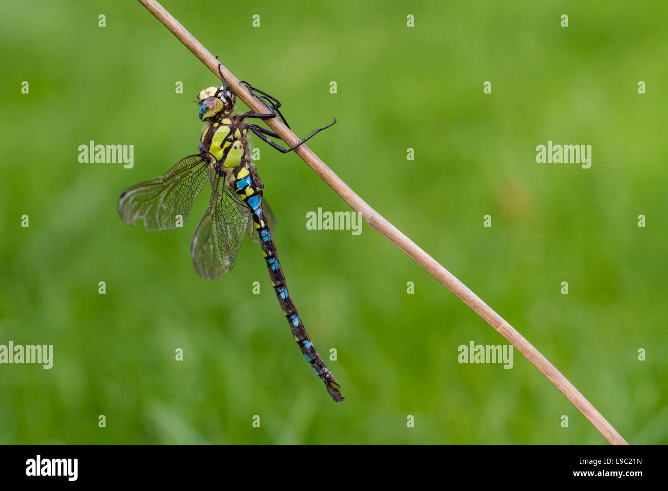 Southern Hawker Dragonfly, Macro on plant stem Stock Photo