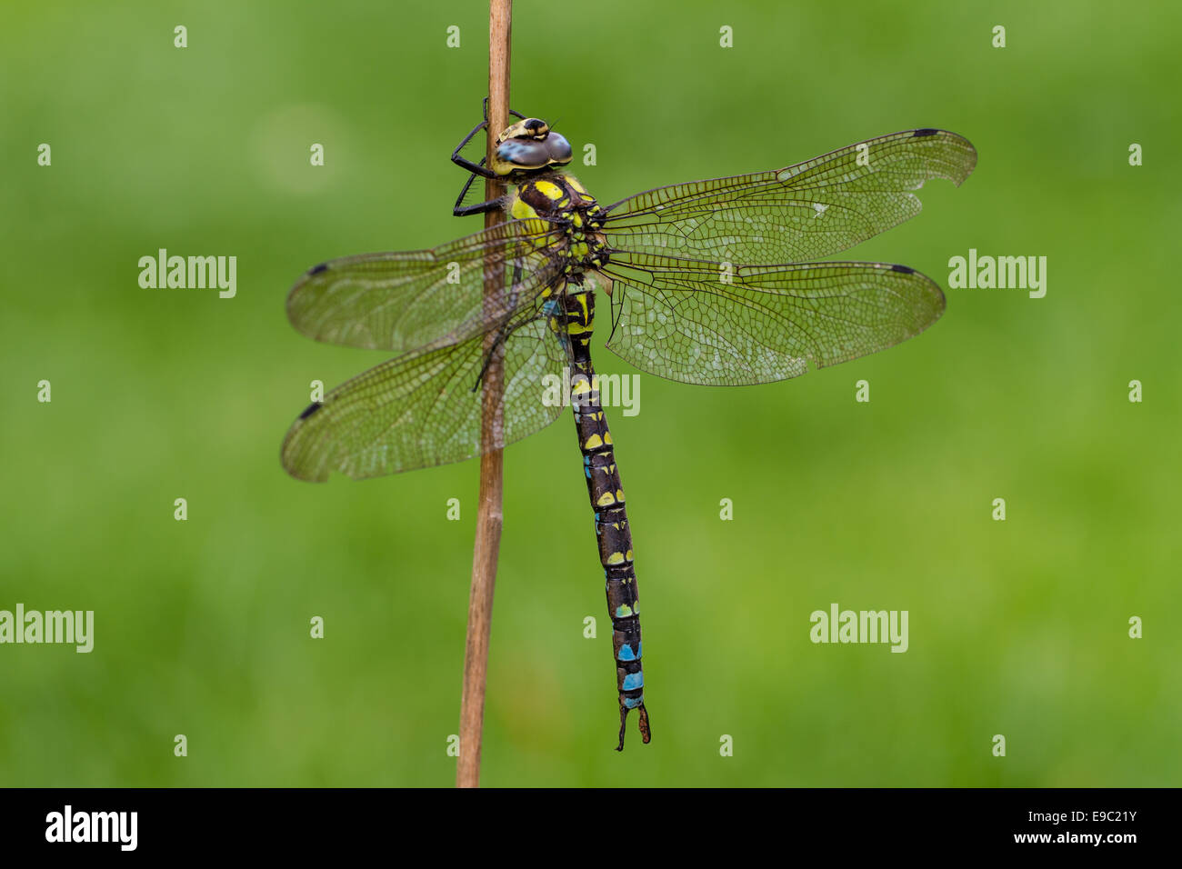Southern Hawker Dragonfly, Macro on plant stem Stock Photo