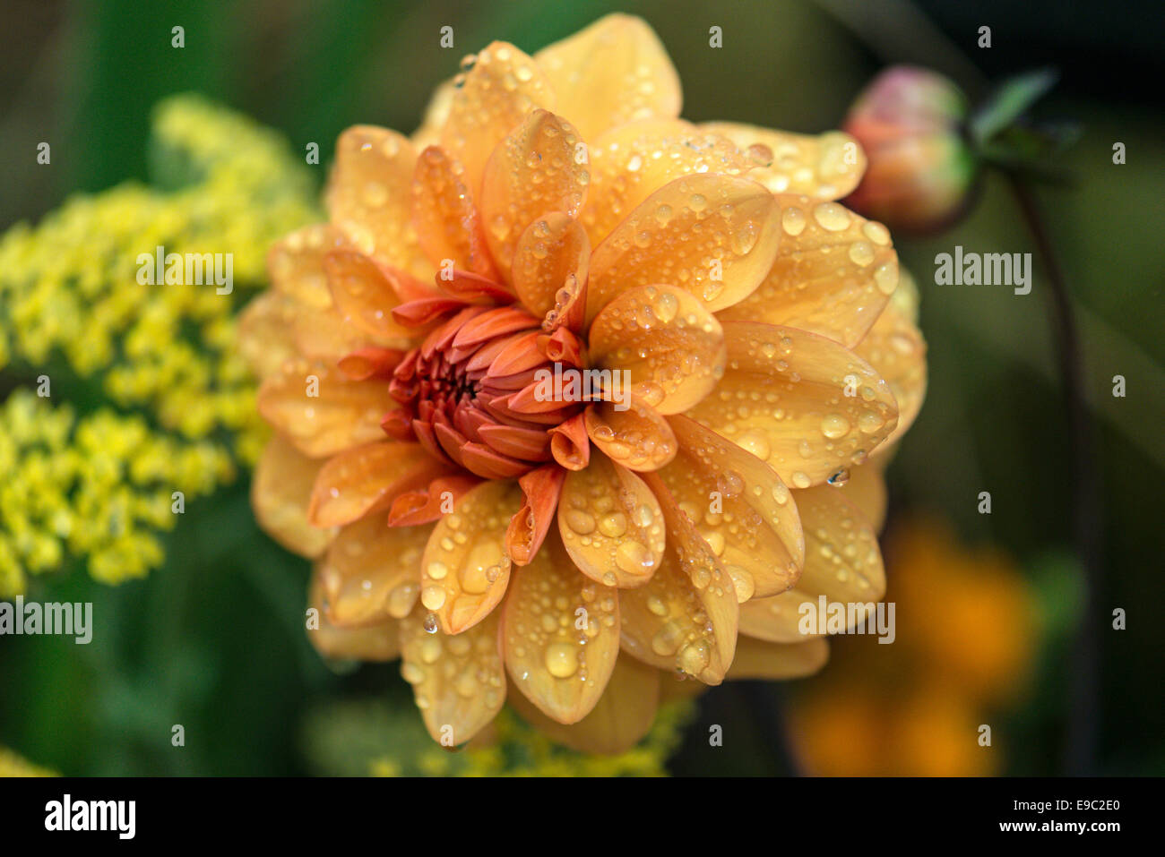 Stunning Dahlia with flame orange petals covered in water droplets catching the light. Single flower isolated background. Stock Photo