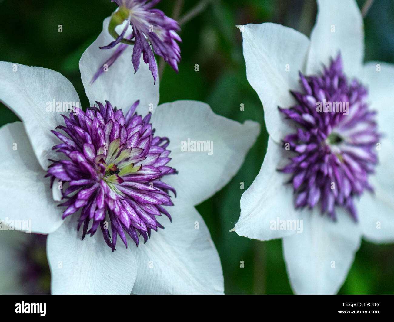 Stunning Clematis specimen with purple petals and white sepals, green foiage background. Stock Photo