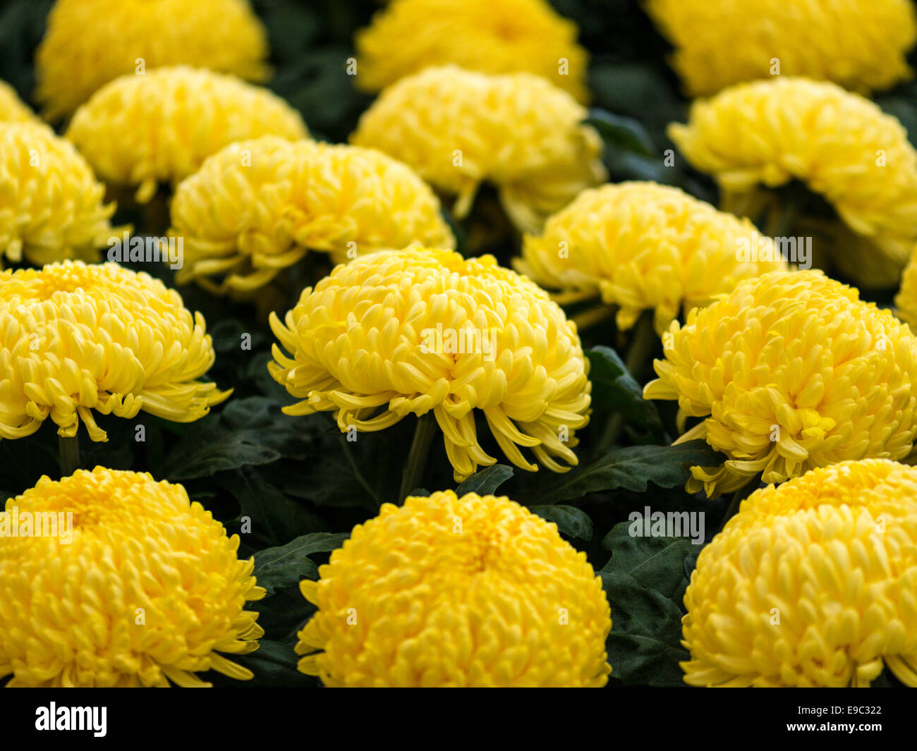 Chrysanthemum display multiple vivid yellow flowers with dark green foliage background. Stock Photo