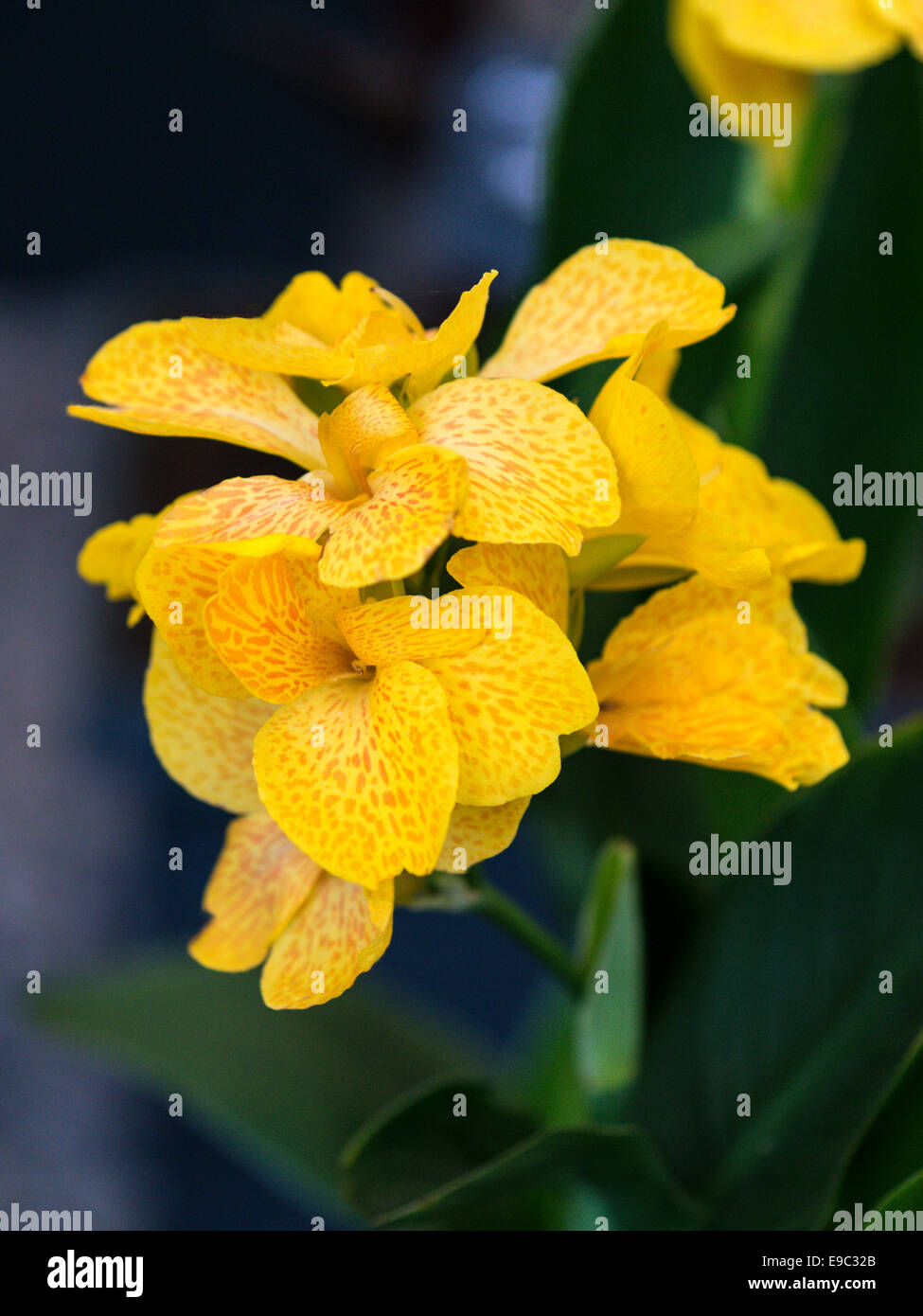 Orchid yellow with speckled petals and green foliage background. Stock Photo