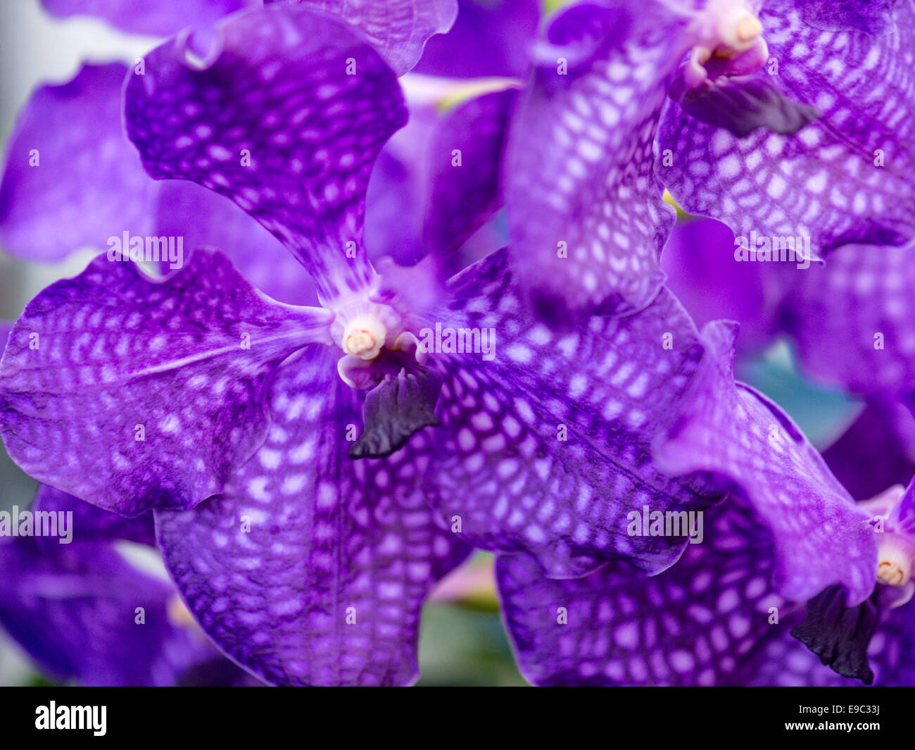 Orchid purple with speckled white petals. Stock Photo