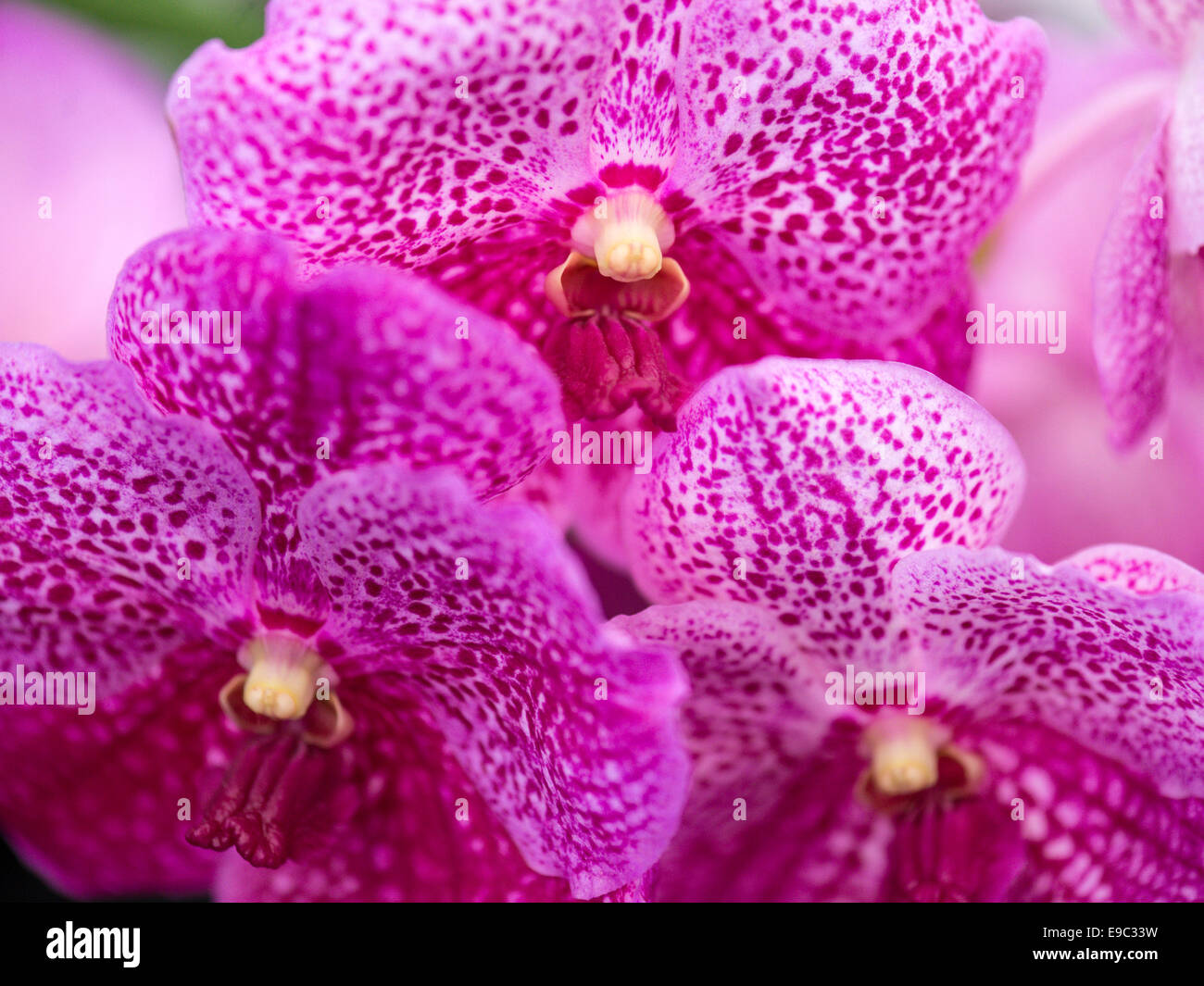 Orchid pink with speckled mauve petals, column, throat and lip. Stock Photo
