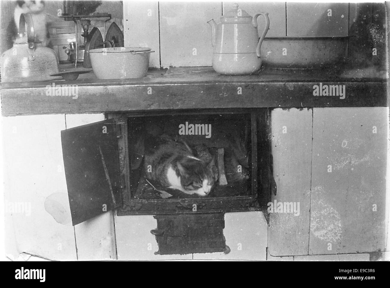 A cat in the oven Stock Photo