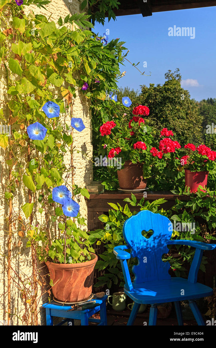 Blue Bindweed ( Ipomoea tricolor ) and Geranium Flowers ( Pelargonium spec ) on Balcony, Upper Bavaria, Germany, Europe. Stock Photo