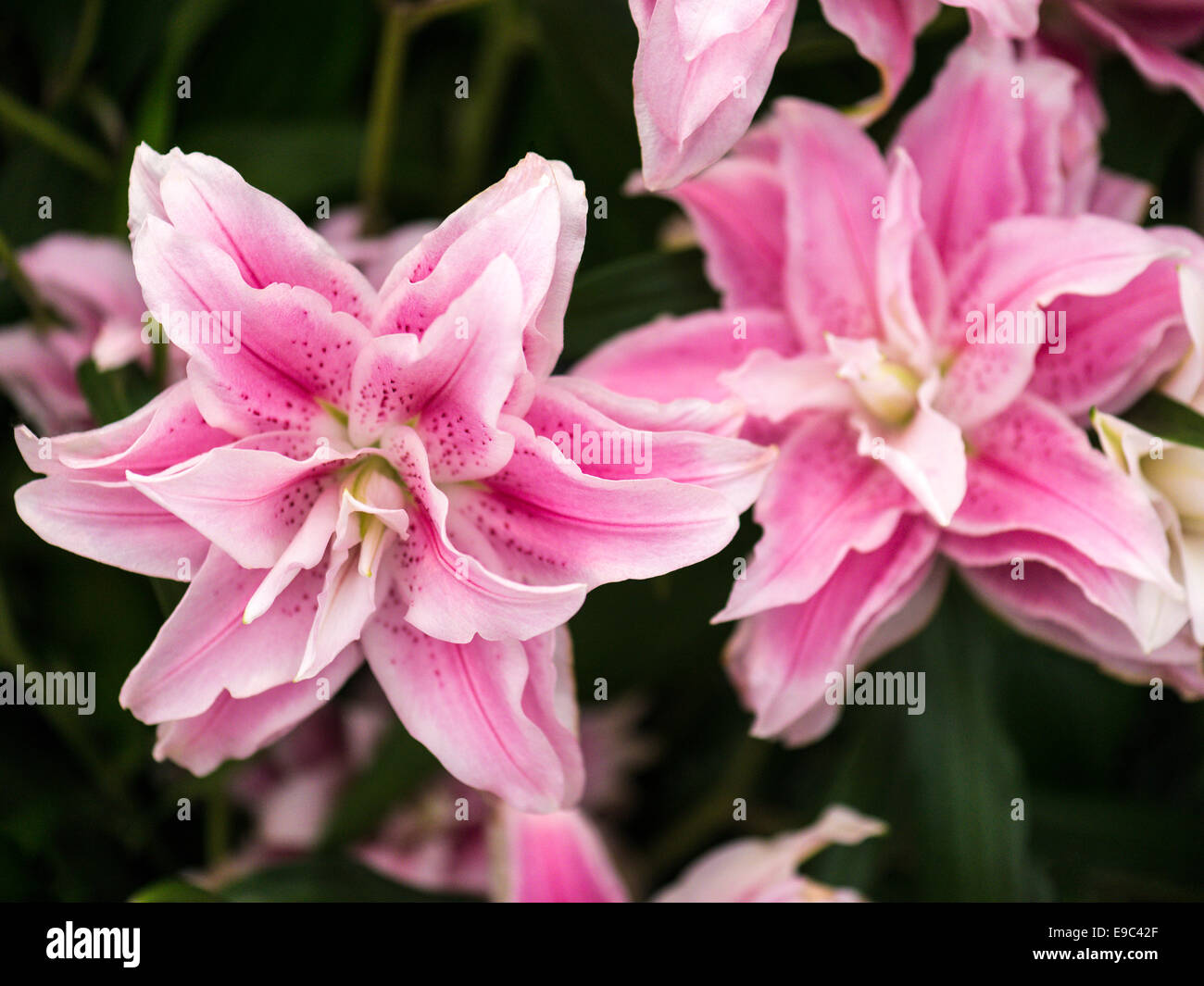 Lilium white with bold central pink stripe, curly multi layered petals with prominent carpel. Stock Photo