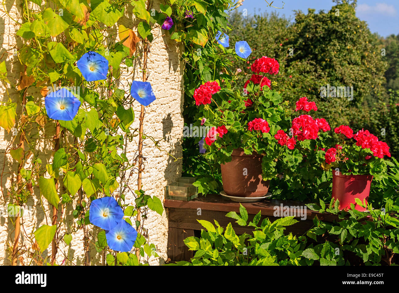 Blue Bindweed ( Ipomoea tricolor ) and Geranium Flowers ( Pelargonium spec ) on Balcony, Upper Bavaria, Germany, Europe. Stock Photo