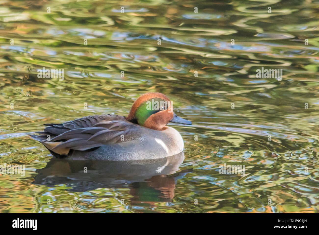 Green-winged teal duck at Neary Lagoon. Stock Photo
