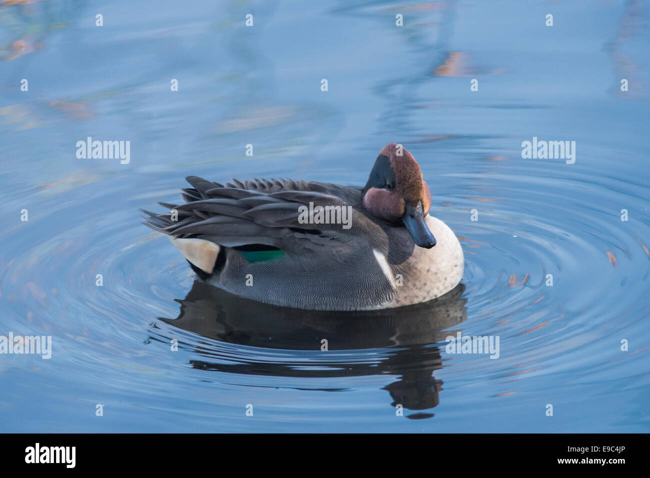 Green-winged teal, male duck at Neary Lagoon. Stock Photo
