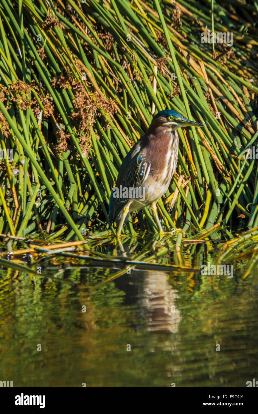Green Heron at Neary Lagoon. Stock Photo