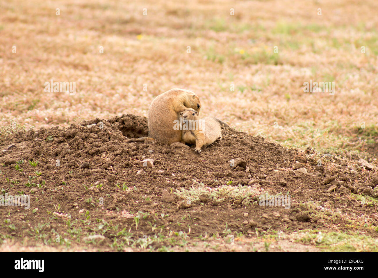 Prairie dog hot sale grooming