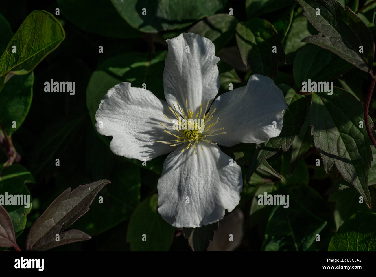 Single White Clematis Flower Stock Photo Alamy