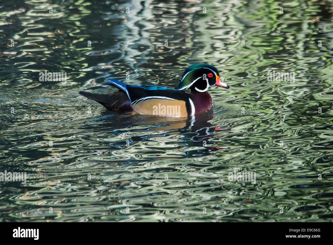 Wood duck, male, at Neary Lagoon. Stock Photo
