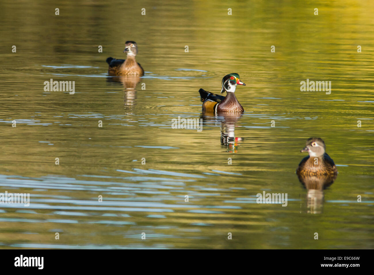 Wood ducks at Neary Lagoon Stock Photo
