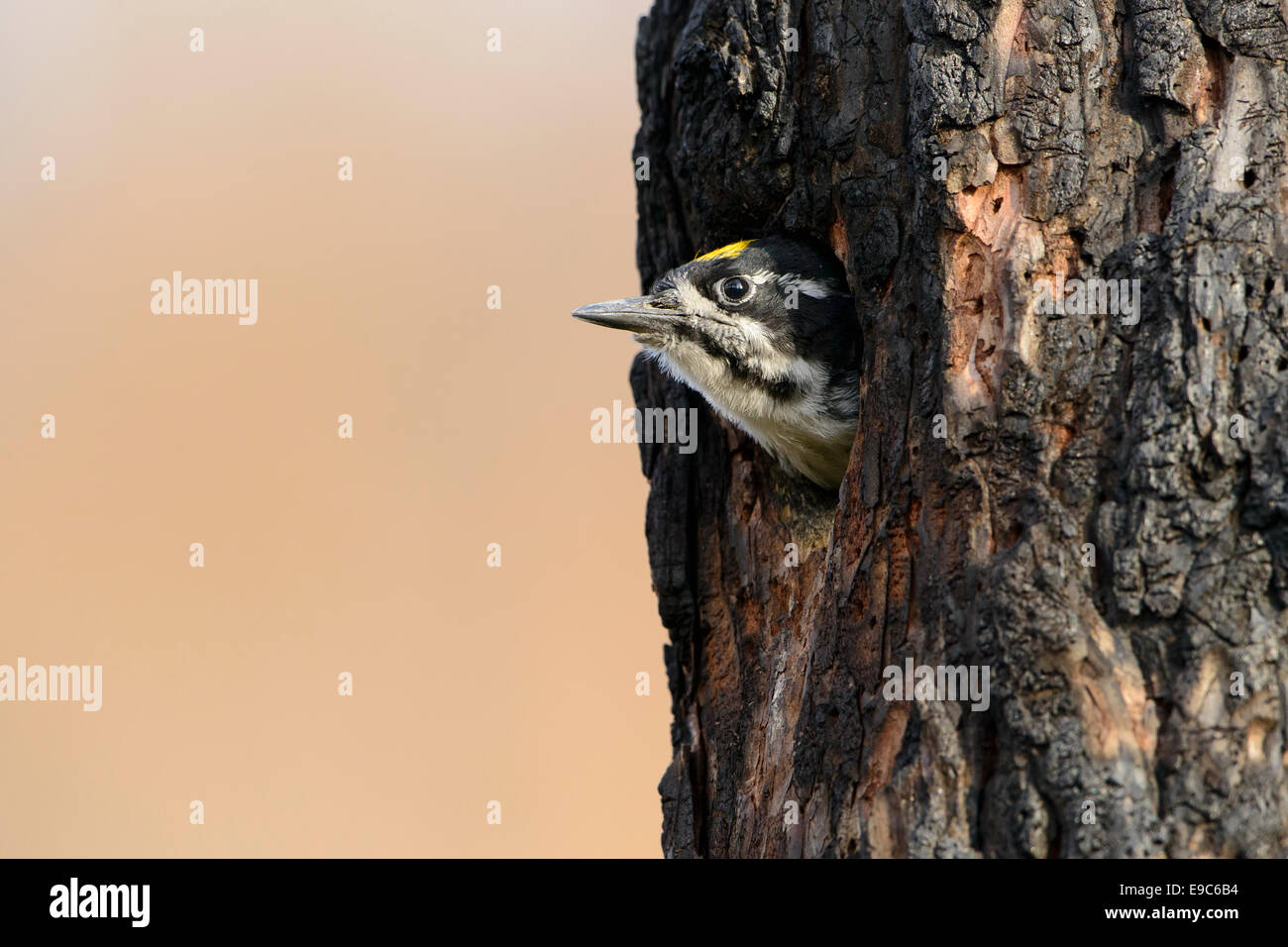 A male three-toed woodpecker (Picoides tridactylus) pokes his head from his cavity nest, Lolo National Forest, Montana Stock Photo
