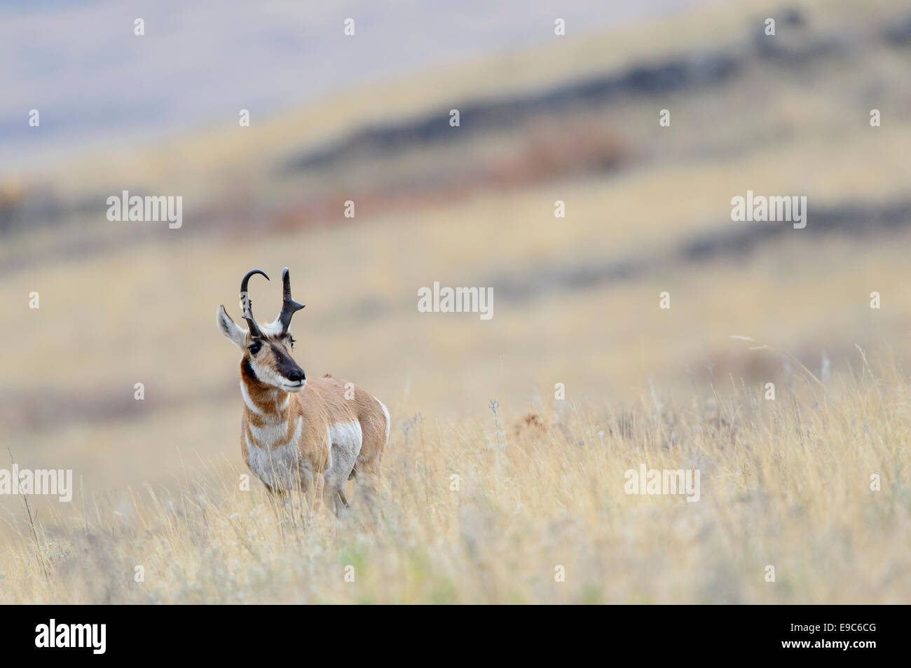Pronghorn Buck in Grassland, West Central Montana Stock Photo