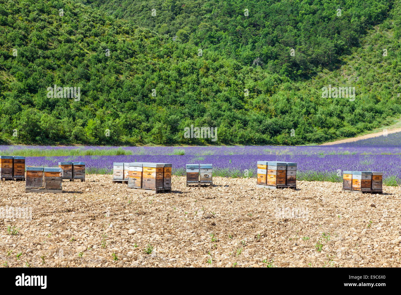 Provence, South France. Beehive dedicated to lavander honey production. Stock Photo
