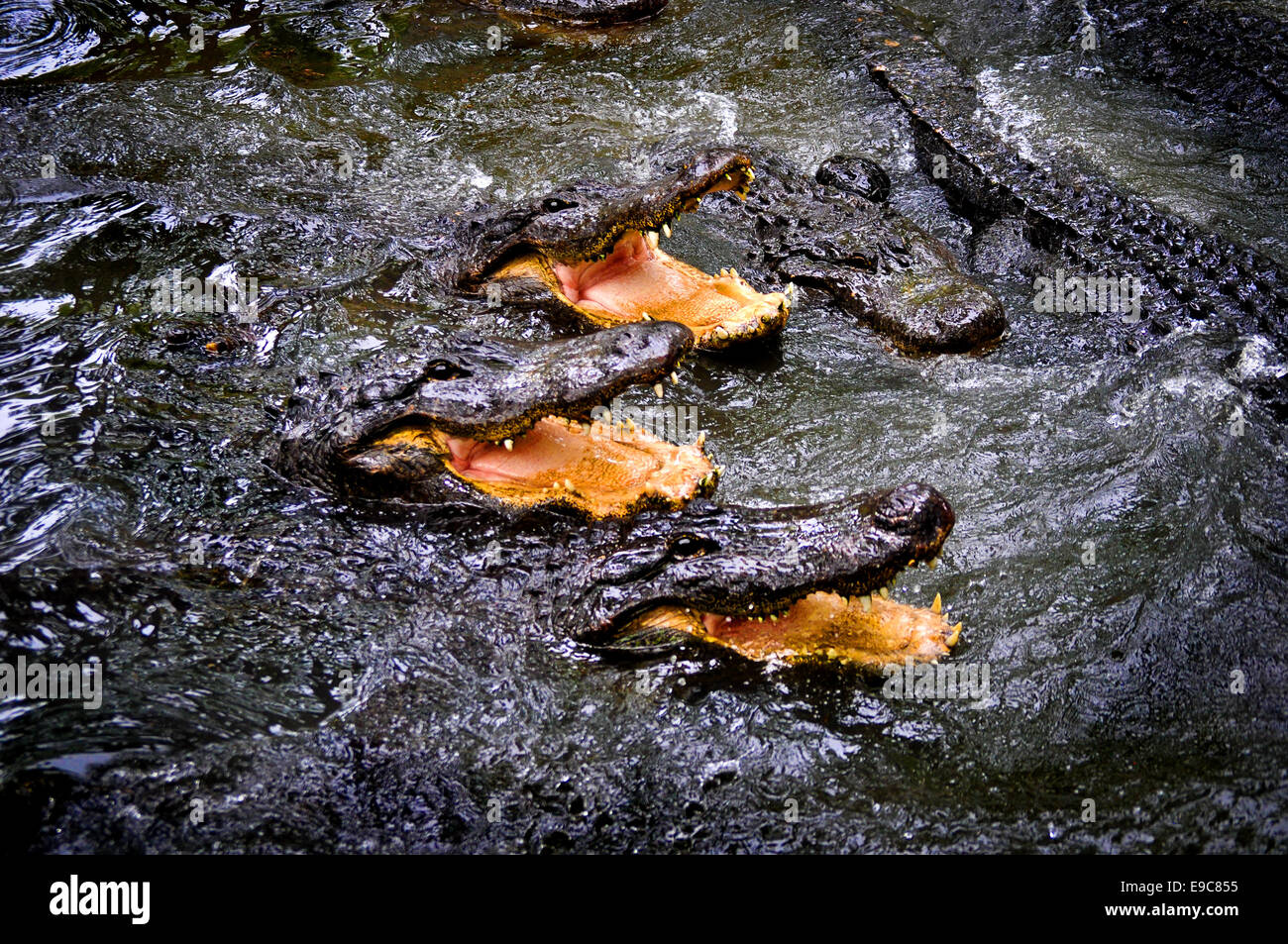 alligators at alligator farm Jacksonville, Florida Stock Photo Alamy