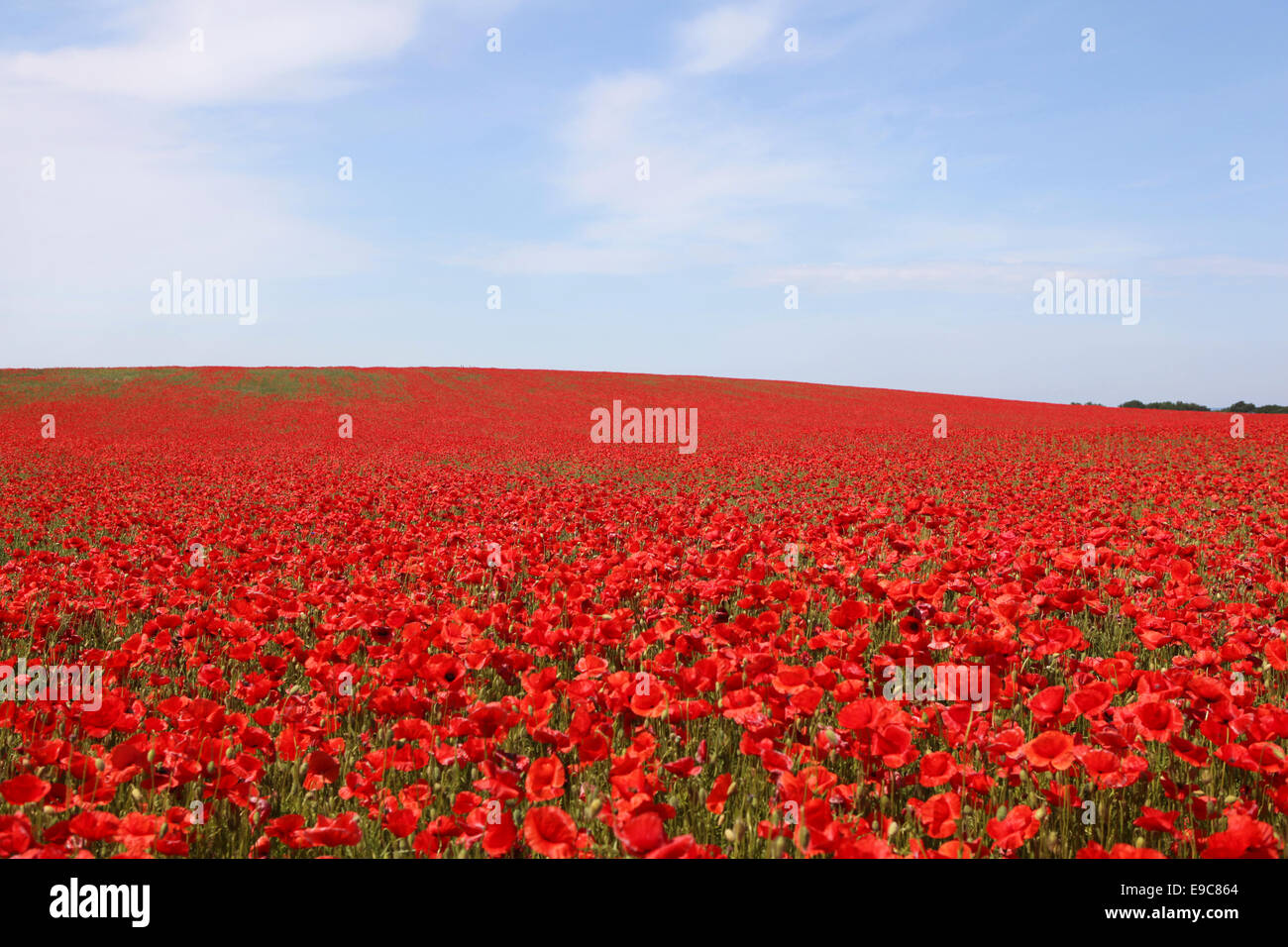 many red poppy flowers on a field with blue sky and sun Stock Photo - Alamy