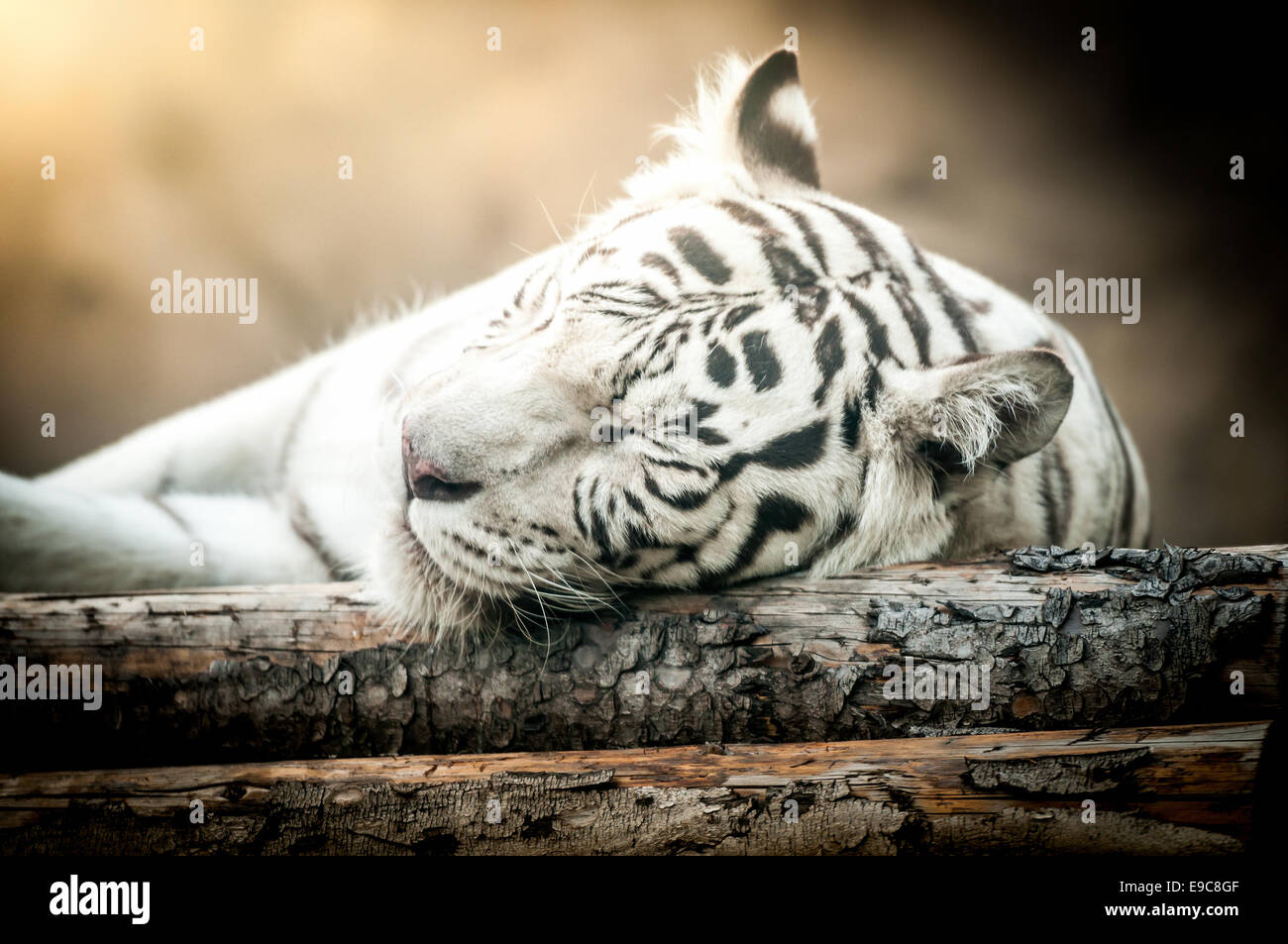 Close Up of White Tiger Lying Down on Side Stock Photo
