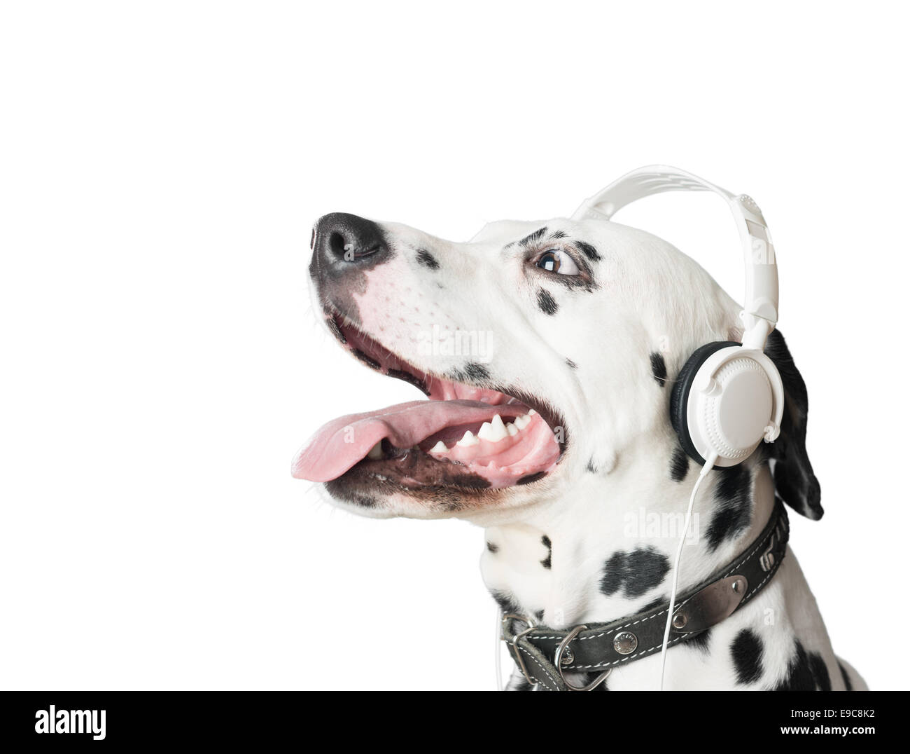 Dalmatian dog with open mouth, headphones and leather collar. Dog in profile looking up. Dog tongue and fangs visible. Stock Photo