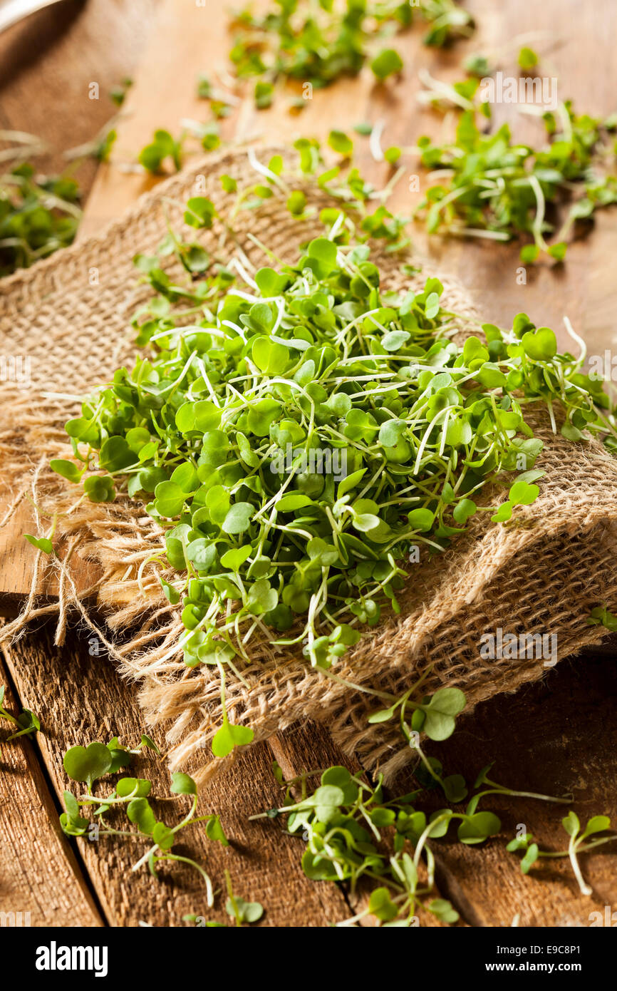 Micro greens hi-res stock photography and images - Alamy