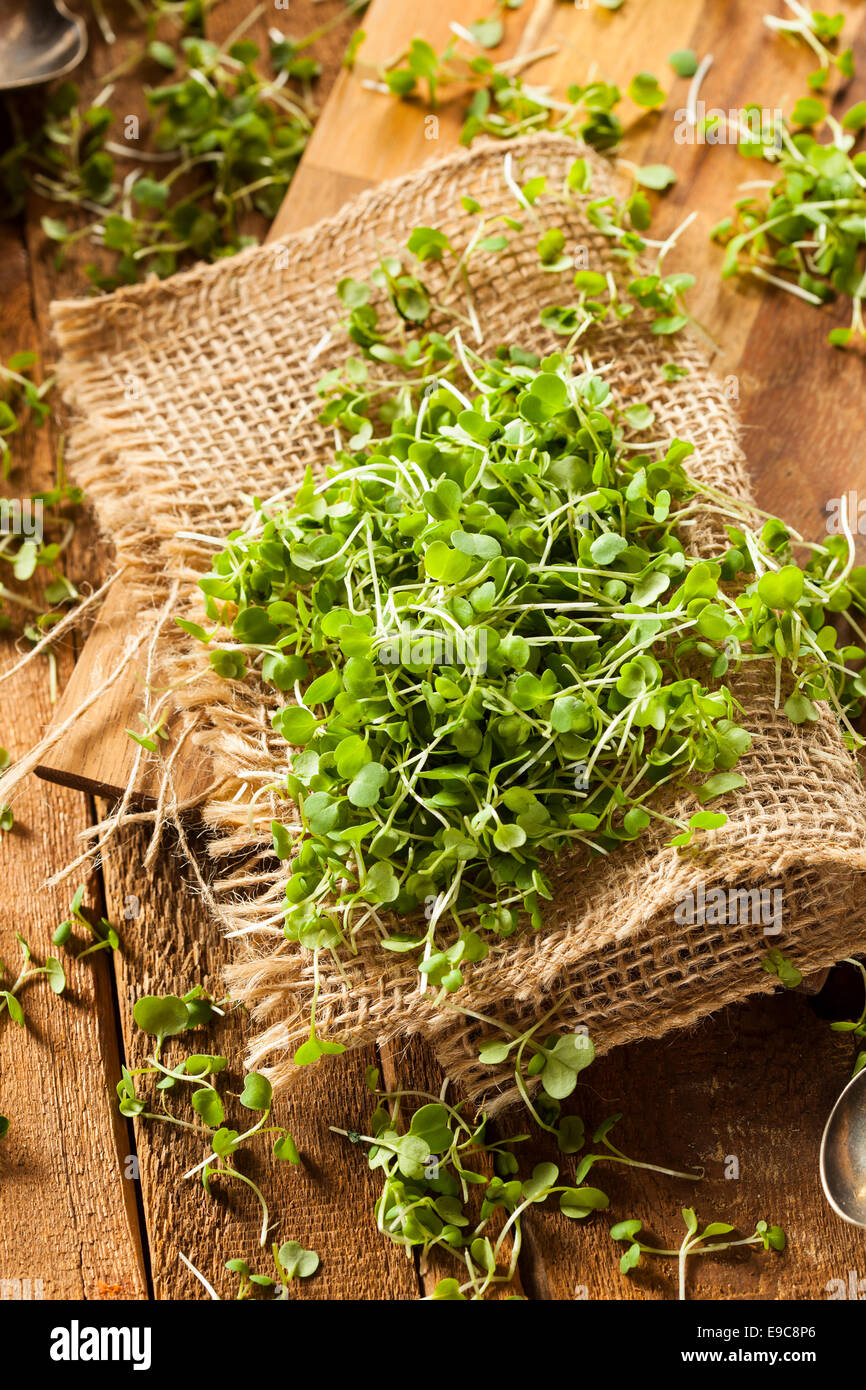 Raw Green Arugula Microgreens on a Background Stock Photo