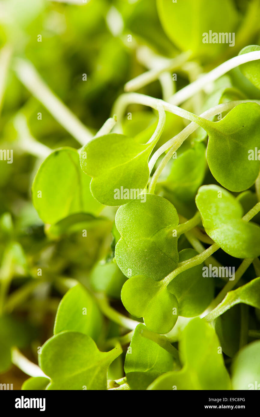 Raw Green Arugula Microgreens on a Background Stock Photo