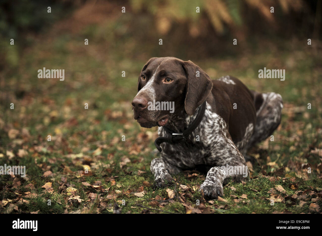 A young German Shorthaired Pointer taking a break during exercise Stock