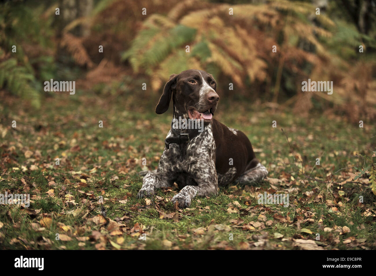 A young German Shorthaired Pointer taking a break during exercise Stock
