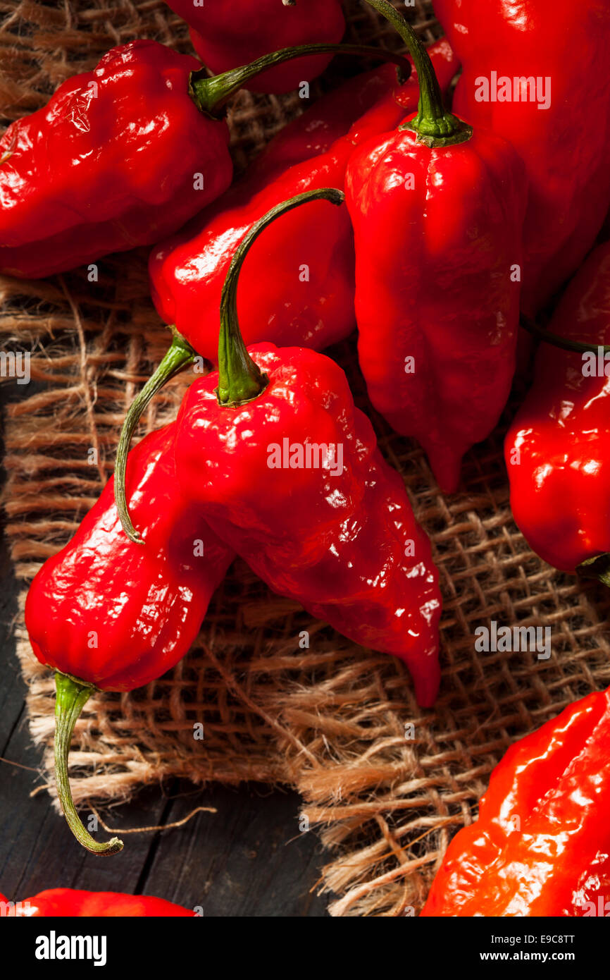 Spicy Hot Bhut Jolokia Ghost Peppers on a Background Stock Photo