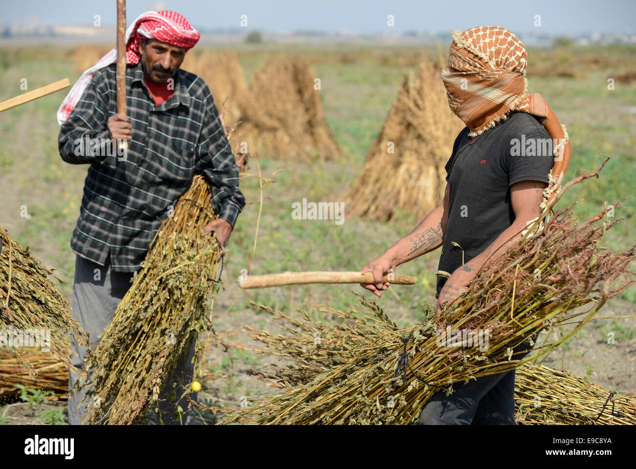 TURKEY, Asmali, near Adana, syrian refugees thresh sesame for low wages for a turkish farmer Stock Photo