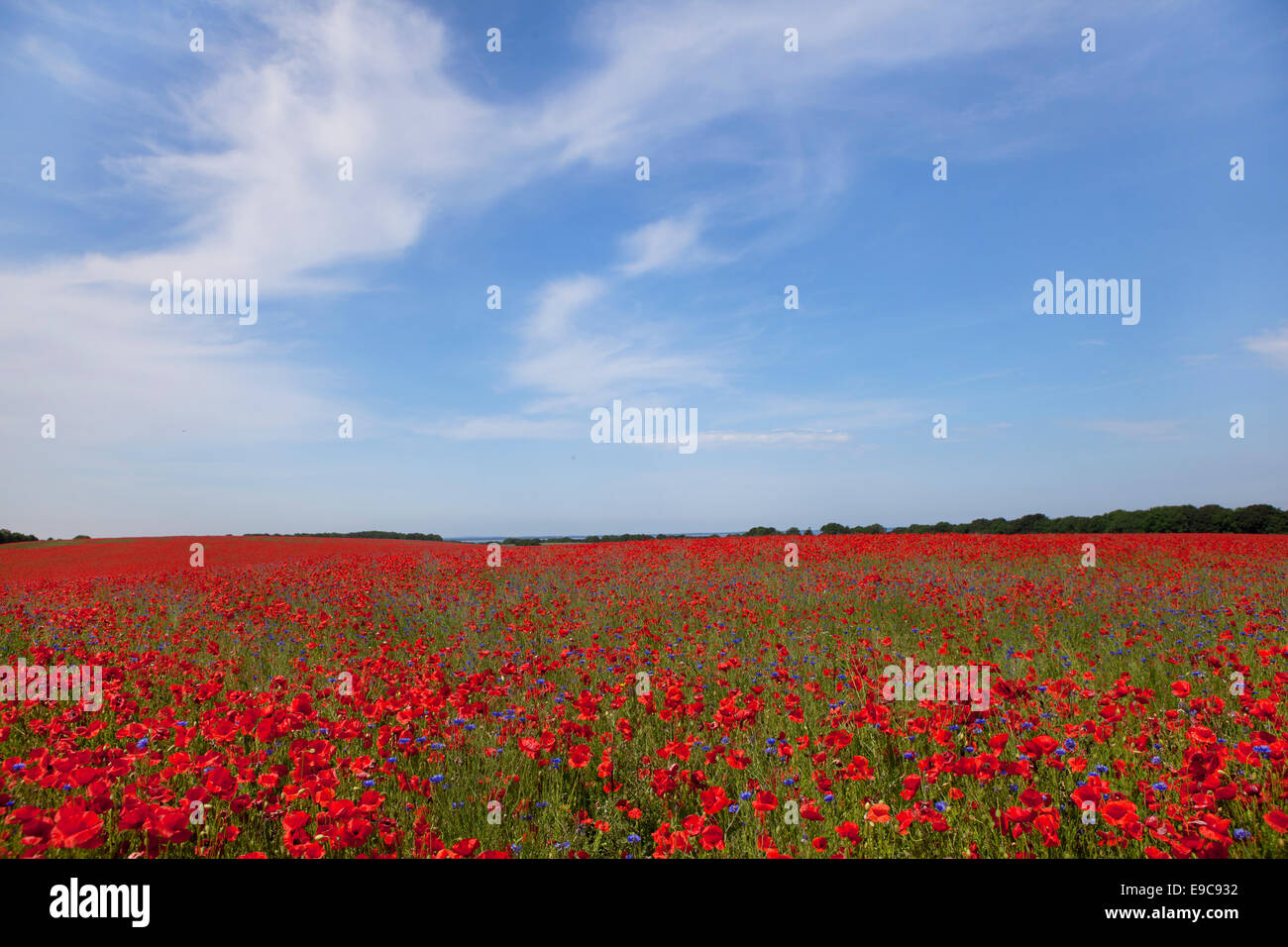 many red poppy flowers on a field with blue sky and sun Stock Photo - Alamy