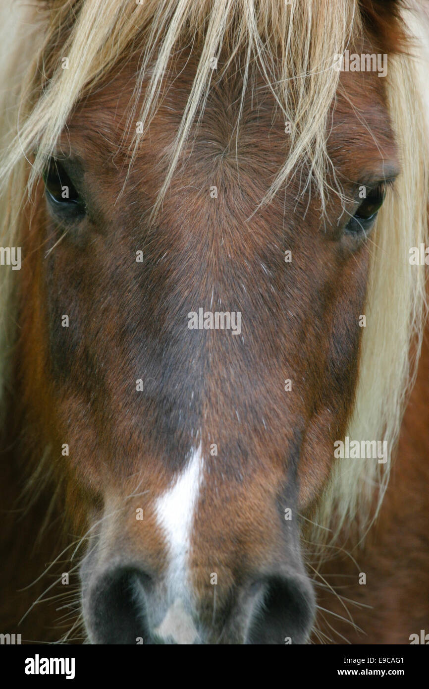 Shetland pony portrait headshot - brown with a long blond mane Stock Photo