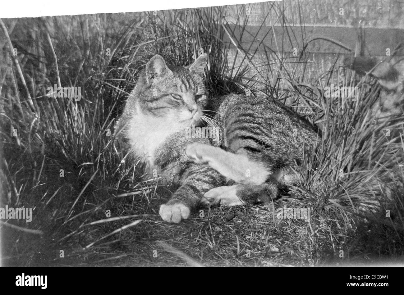 the-cat-totti-or-nonno-roivola-E9CBW1.jp