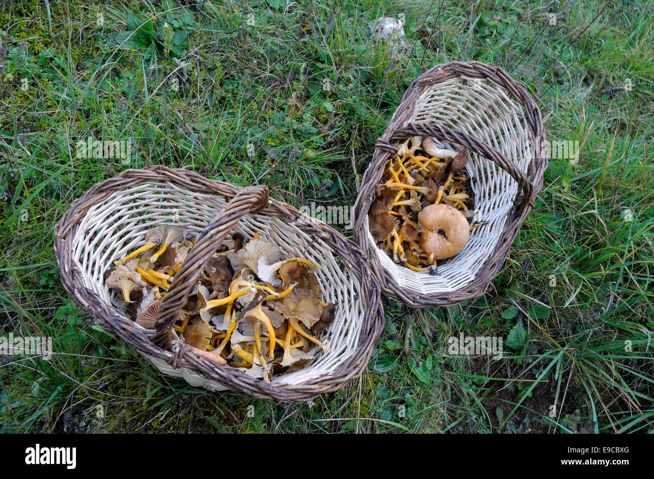 wicker basket with mostly camagrocs mushrooms, yellow trumpets, Alt ...