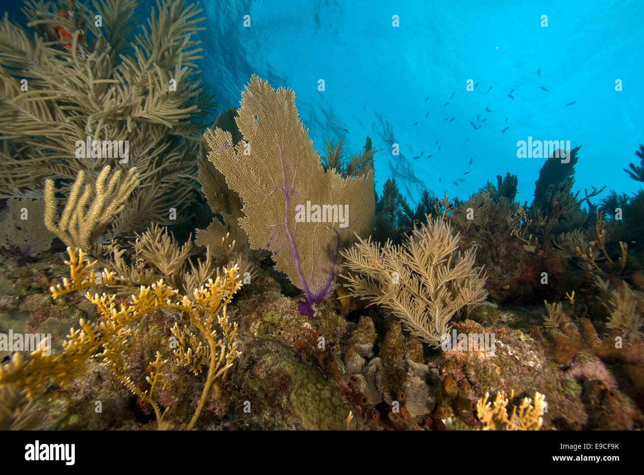 Coral Reef at Key Largo, Florida Stock Photo Alamy