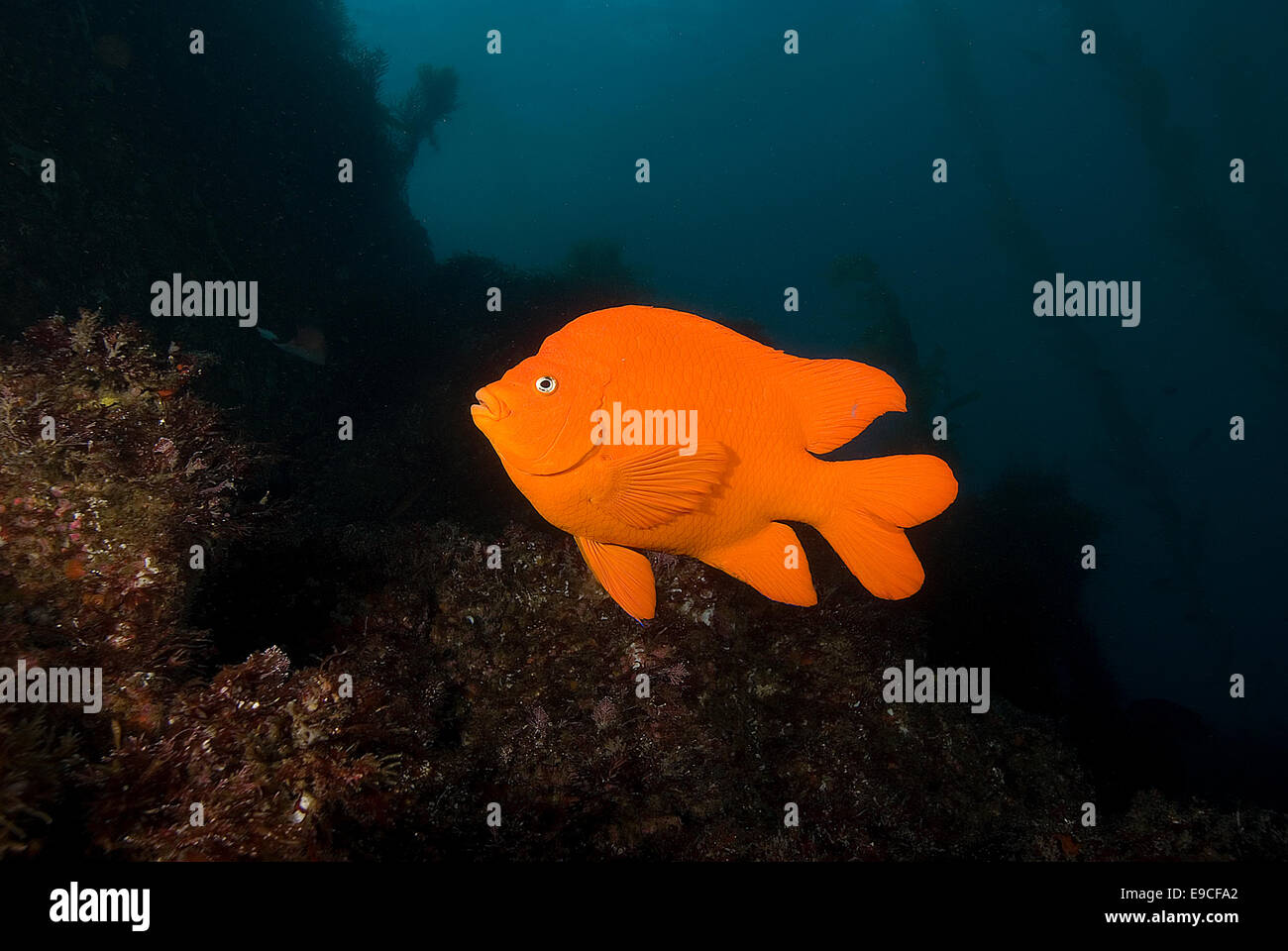 Underwater Garibaldi fish at California reef Stock Photo