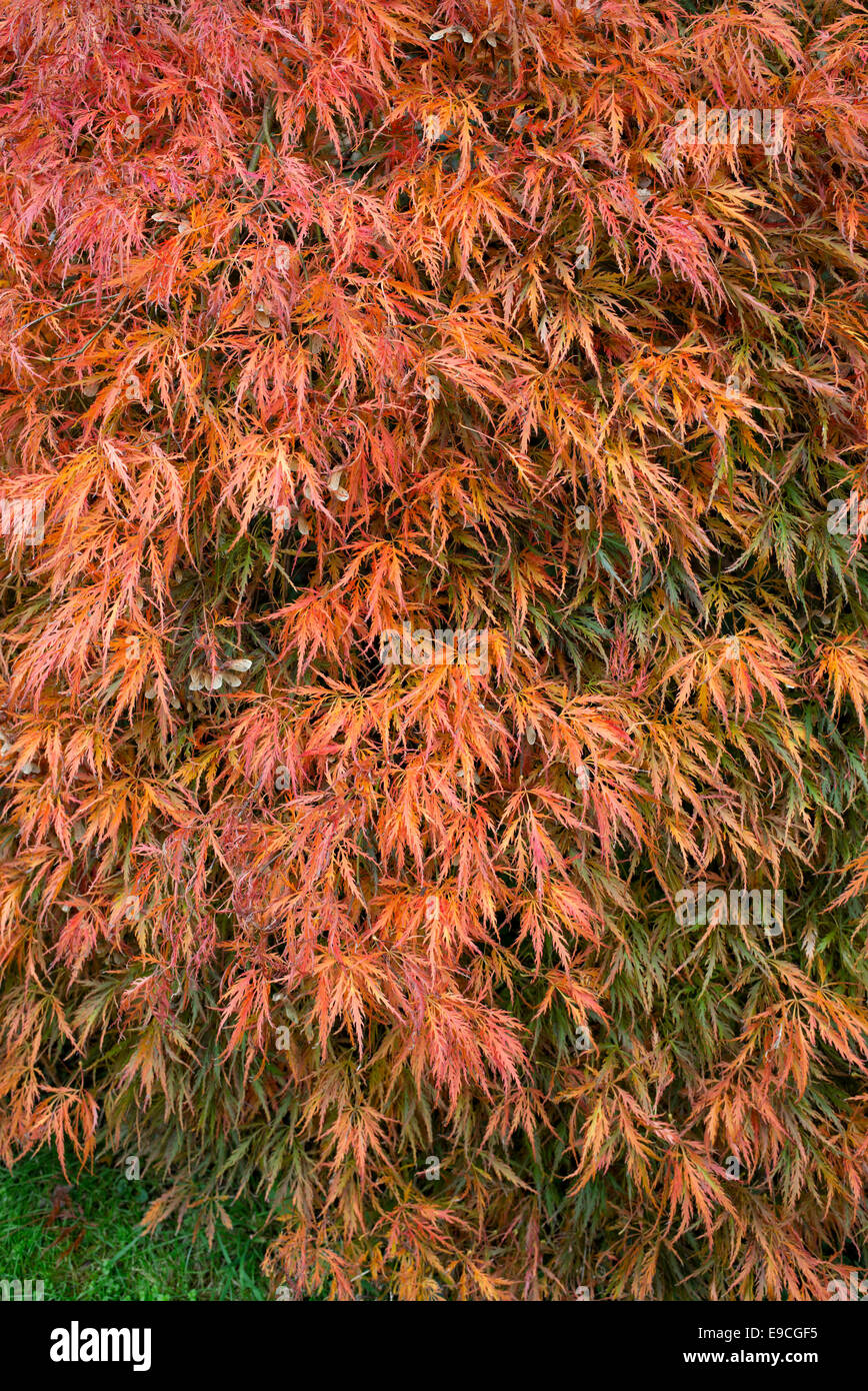 Acer palmatum dissectum 'Ornatum' in autumn. Japanese maple in the fall Stock Photo