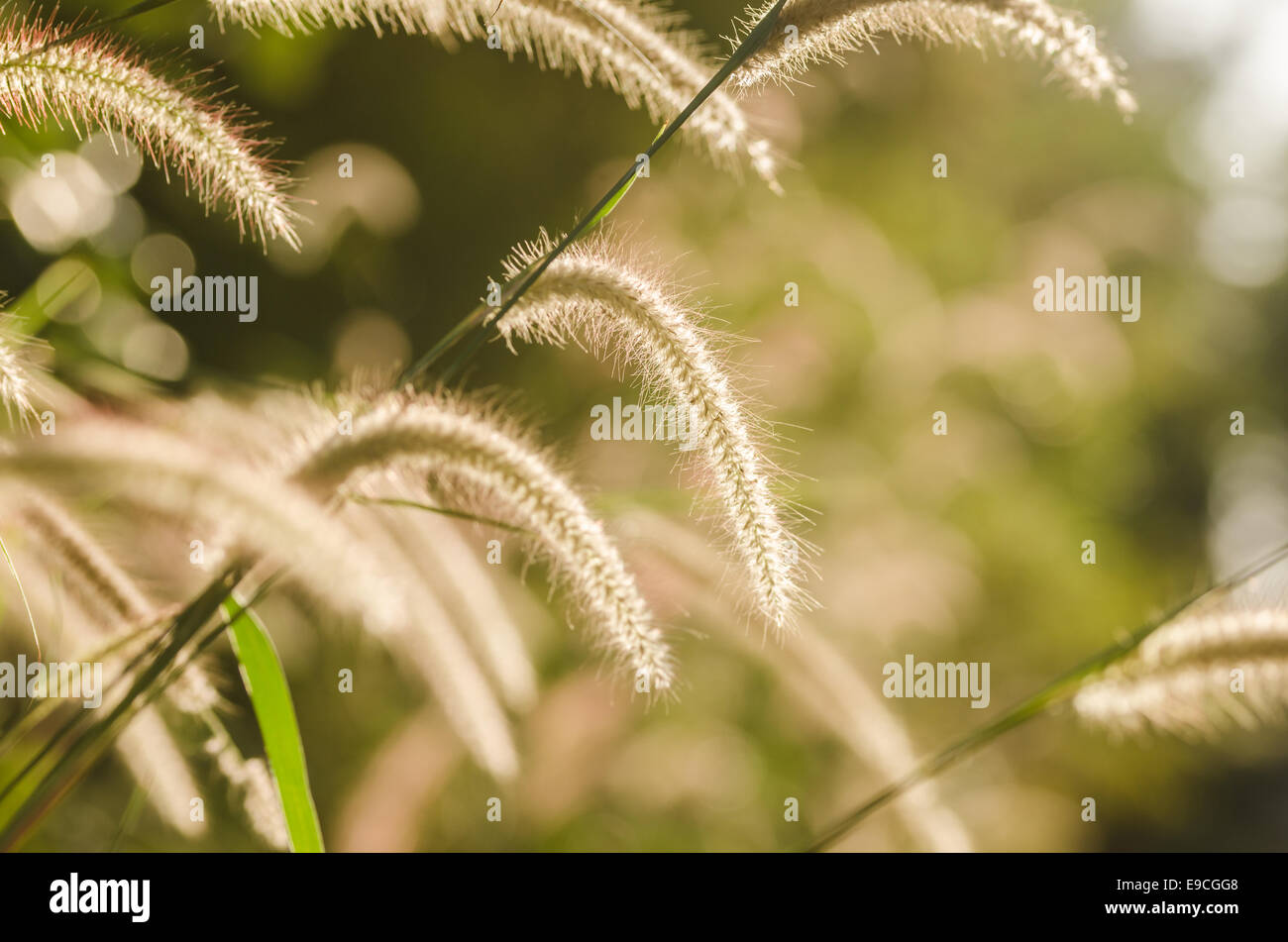 Dwarf Foxtail Grass or Pennisetum alopecuroides weed plants flowers Stock Photo