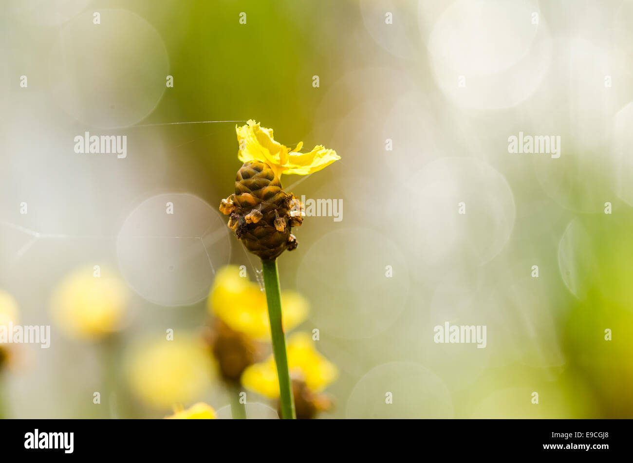 Xyris yellow flowers or Xyridaceae wild flower in Thailand Stock Photo