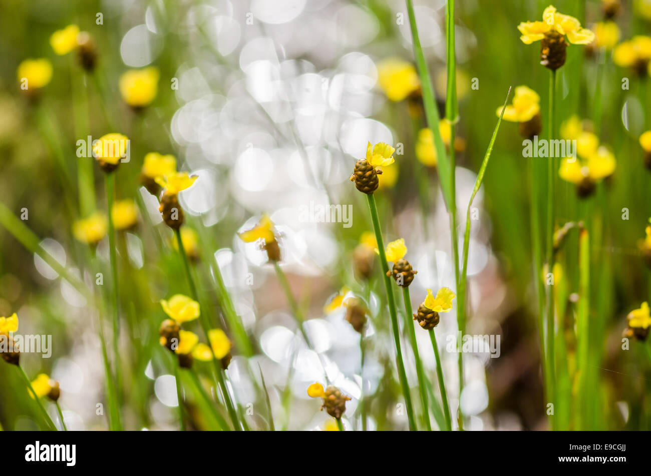 Xyris yellow flowers or Xyridaceae wild flower in Thailand Stock Photo