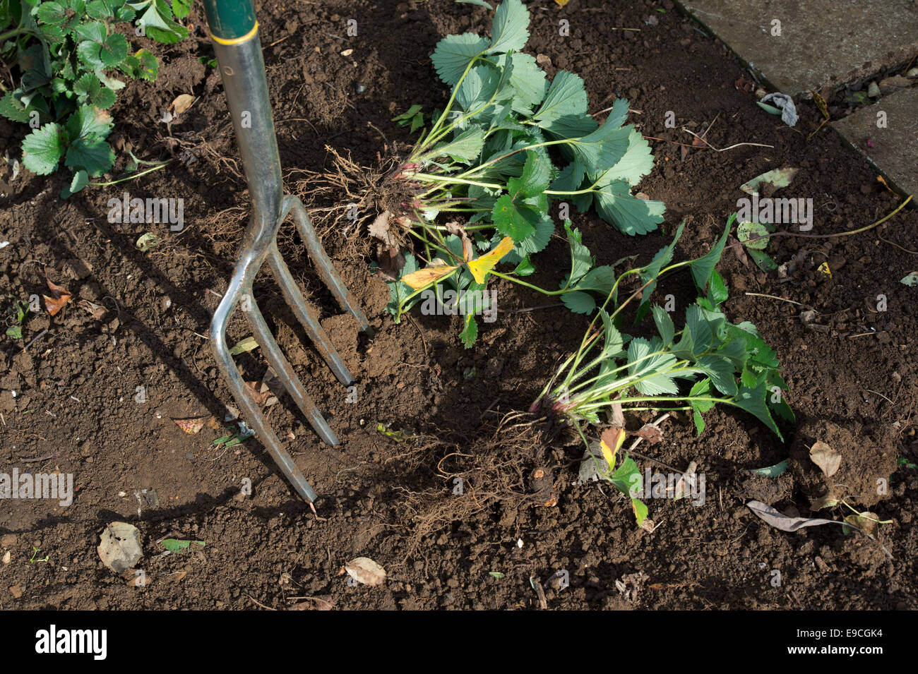Digging up strawberry plants to replant in an English garden Stock Photo