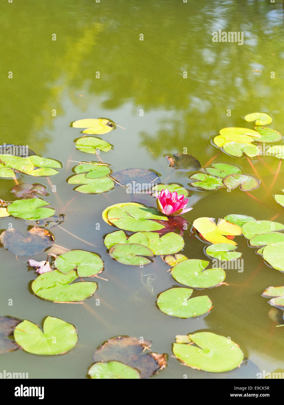 pink water lily plant with green leaves in pond Stock Photo - Alamy