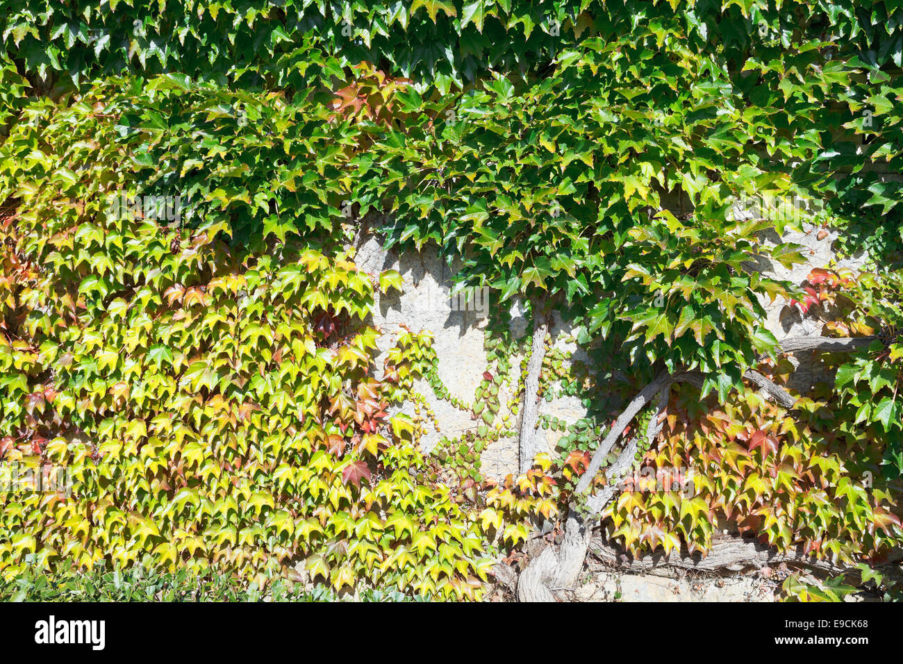 old wall shrouded by ivy foliage in autumn in Massandra palace garden Stock Photo