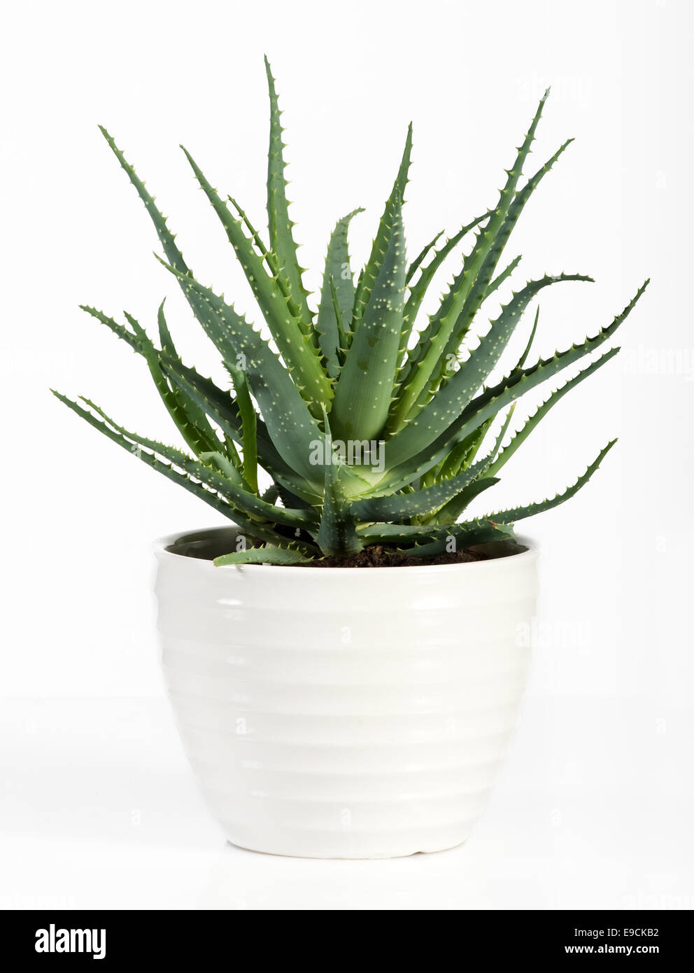 Aloe Vera Plant on White Pot Stock Photo