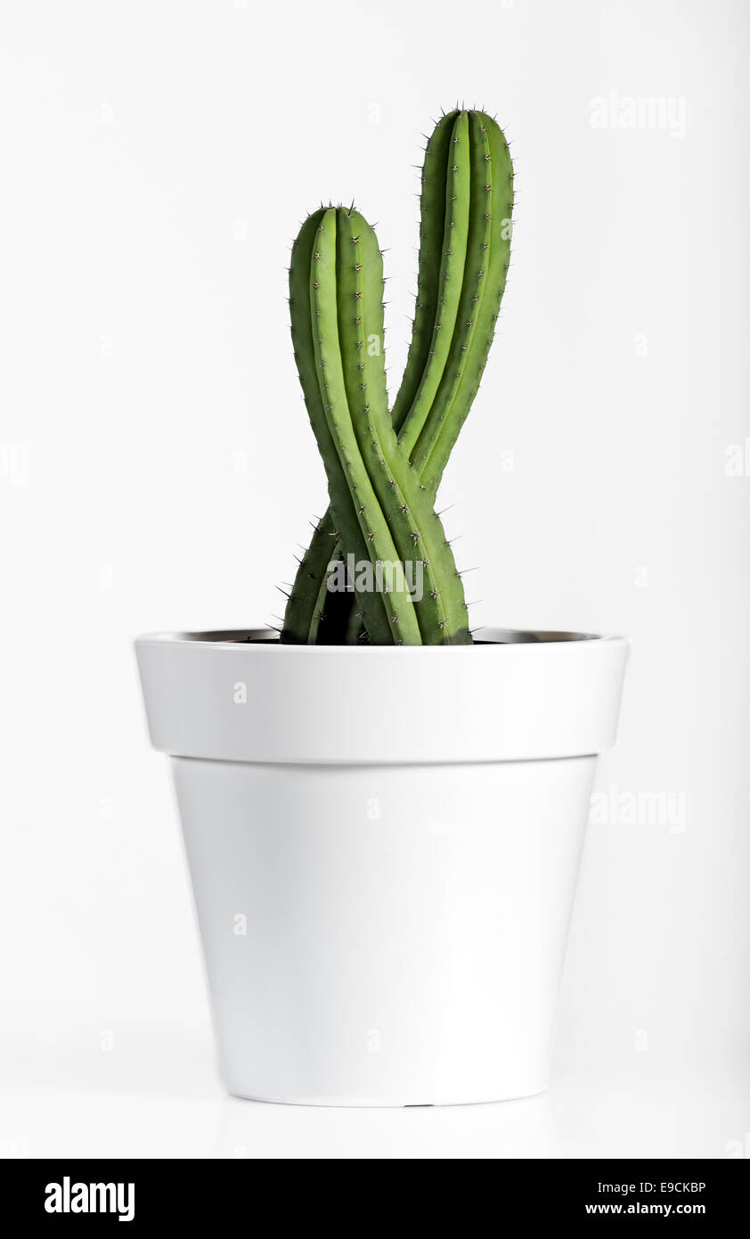 Spiny Cactus Plant on White Pot Stock Photo