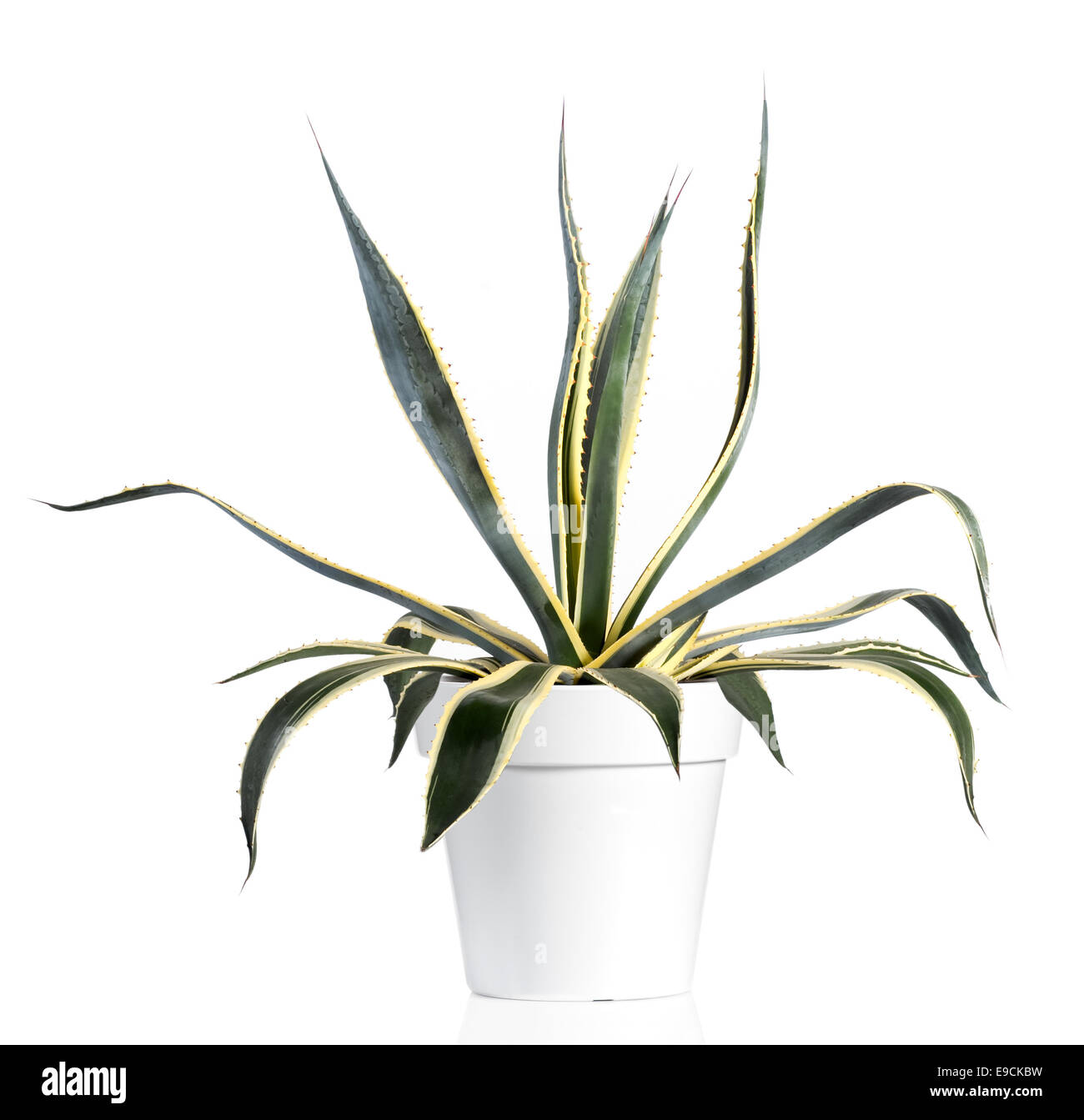 Green and white cactus Stock Photo